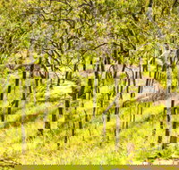 Davies Creek Mountain Bike Park - Maitland Accommodation