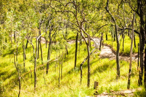 Davies Creek Mountain Bike Park - Maitland Accommodation 0