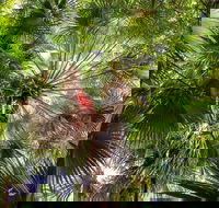 Depot Beach Rainforest Walk - Maitland Accommodation
