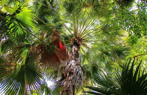 Depot Beach Rainforest Walk - Maitland Accommodation 0