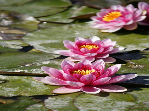 Dubbo Regional Botanic Garden - Closed Until Further Notice - Maitland Accommodation 2