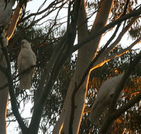 Hazelbrook - Maitland Accommodation