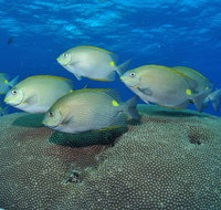 Lodestone Reef - Maitland Accommodation