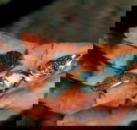 Opalton - Maitland Accommodation