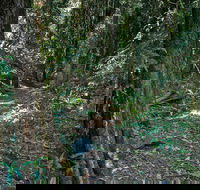 Pholis Gap Walking Track - Maitland Accommodation