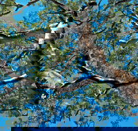 Ridge Walking Track - Maitland Accommodation