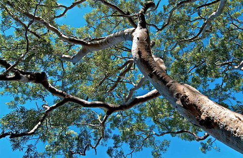 Ridge Walking Track - Maitland Accommodation 0