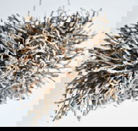 Serpentine Gallery - Maitland Accommodation