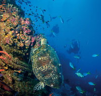 SS Yongala Dive Site - Maitland Accommodation
