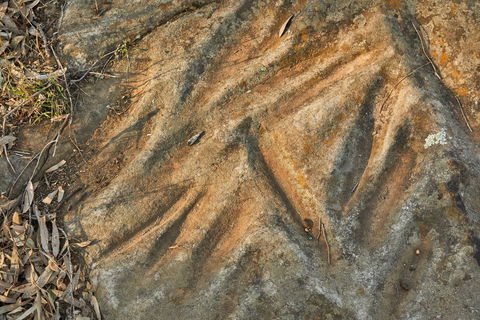 Terramungamine Rock Grooves - Maitland Accommodation 1