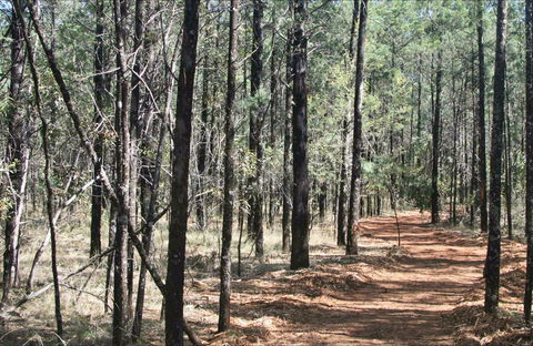 Yana-y Warruwi Walking Track - Maitland Accommodation 0