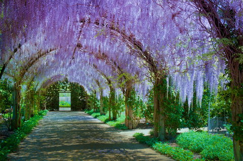 Alowyn Gardens And Nursery - Maitland Accommodation 0