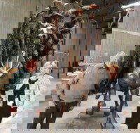 Bronze Bill the Bastard Australia's Greatest War Horse - Maitland Accommodation