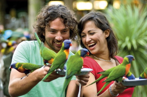 Currumbin Wildlife Sanctuary - Maitland Accommodation 0