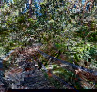 Dawson River Walking Track - Maitland Accommodation