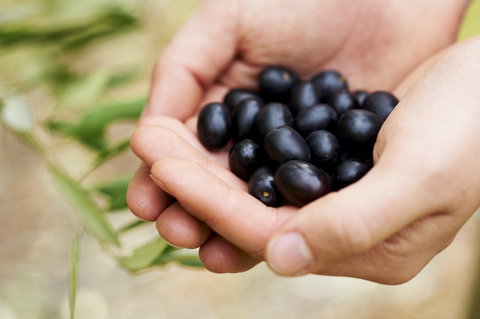 Eat, Pick, Grow Trail - Wanneroo And Chittering - Maitland Accommodation 0