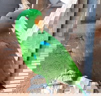 Eyre Reptile  Wildlife Park - Maitland Accommodation