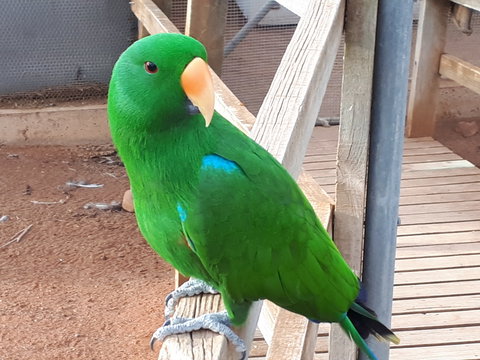 Eyre Reptile & Wildlife Park - Maitland Accommodation 0