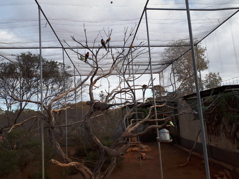 Eyre Reptile & Wildlife Park - Maitland Accommodation 2