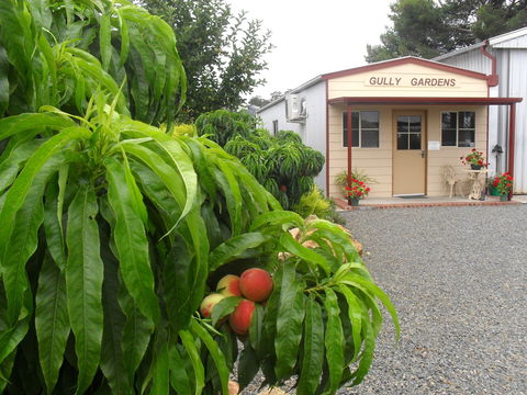 Gully Gardens - Maitland Accommodation 0
