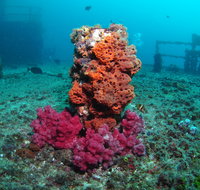 HMAS Brisbane Dive Site - Maitland Accommodation