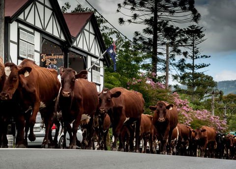 Jamberoo - Maitland Accommodation 0
