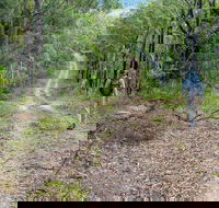 Kangaroo River Walking Track - Maitland Accommodation
