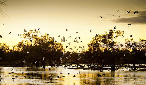 Kinchega Homestead Billabong Walk - Maitland Accommodation 0