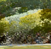 Lone Pine Koala Sanctuary - Maitland Accommodation