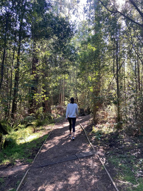 Lyrebird Circuit Walk - Maitland Accommodation 0