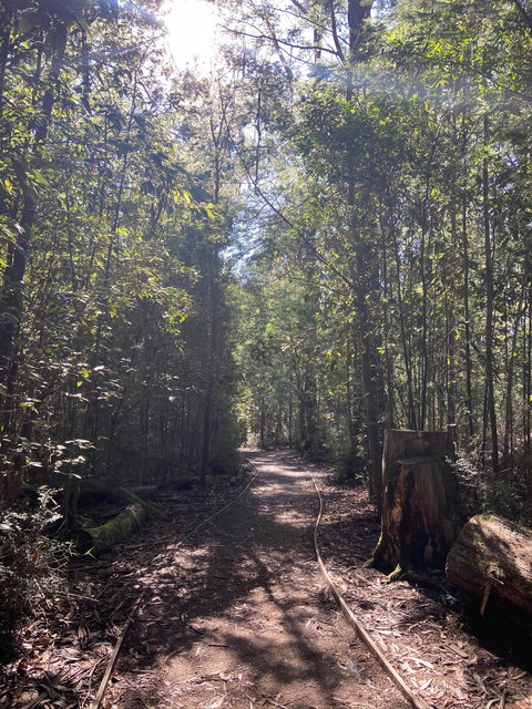 Lyrebird Circuit Walk - Maitland Accommodation 2