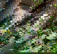 Macadamia Castle - Maitland Accommodation