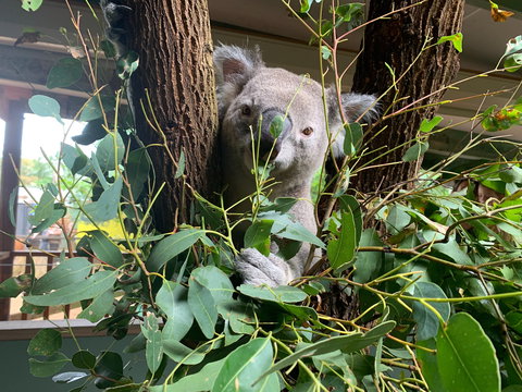 Macadamia Castle - Maitland Accommodation 0