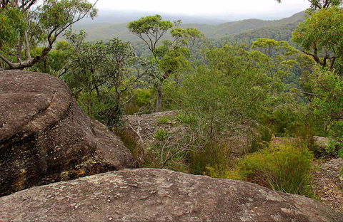 Pigeon House Mountain Didthul Walking Track - Maitland Accommodation 0