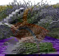 Rustique Lavender Farm - Maitland Accommodation