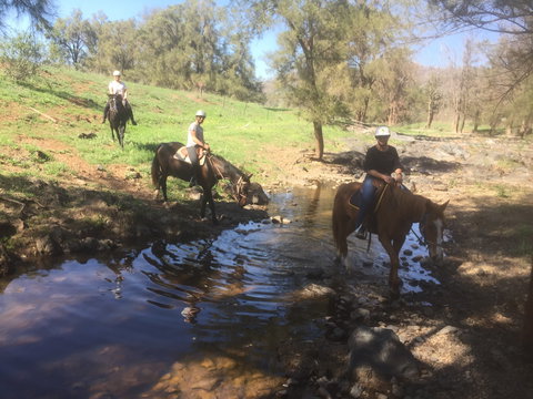 Tamworth And Kootingal Horse Riding Adventures - Maitland Accommodation 2