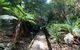 Wirrawilla Rainforest Walk - thumb 0