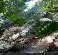 Wirrawilla Rainforest Walk - Maitland Accommodation