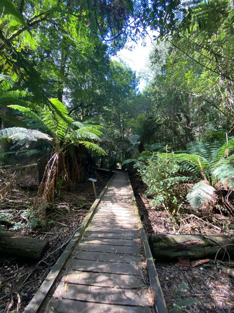 Wirrawilla Rainforest Walk - Maitland Accommodation 0
