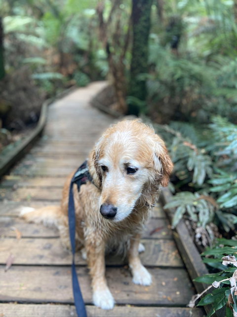 Wirrawilla Rainforest Walk - Maitland Accommodation 1