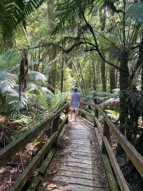 Wirrawilla Rainforest Walk - Maitland Accommodation 2