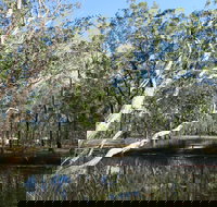 Wongi State Forest - Maitland Accommodation