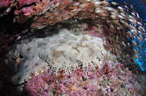 Anchor Bommie Dive Site - Maitland Accommodation 1
