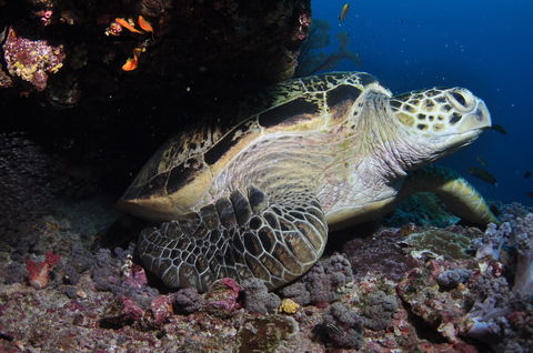 Anchor Bommie Dive Site - Maitland Accommodation 2