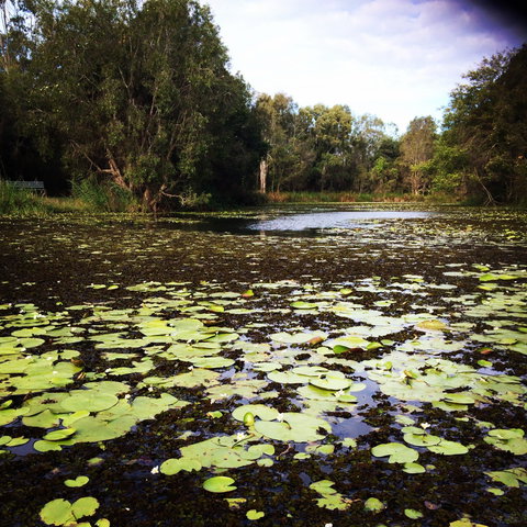 Baldwin Swamp Environmental Park - Maitland Accommodation 1