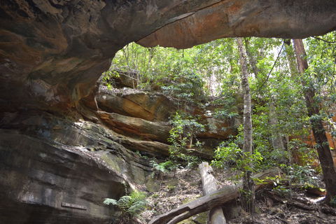 Cave Creek Walking Track - Maitland Accommodation 0