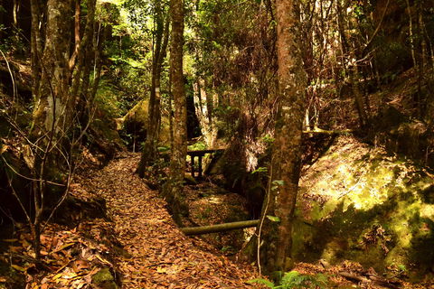 Cave Creek Walking Track - Maitland Accommodation 2