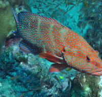 Cobia Hole Dive Site - Maitland Accommodation