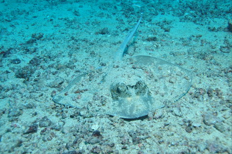 Cobia Hole Dive Site - Maitland Accommodation 2