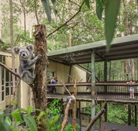 Daisy Hill Koala Centre - Maitland Accommodation